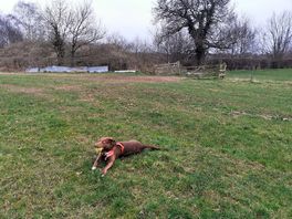 Plenty of places locally to walk