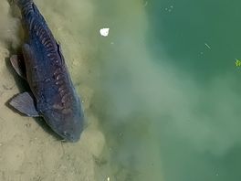 Grote vissen in het meer
