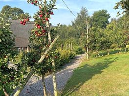 Apple trees in the bell tents area