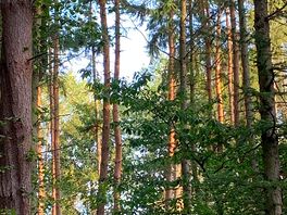 Woodland