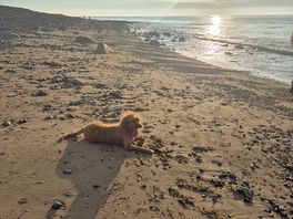 Dog friendly beach