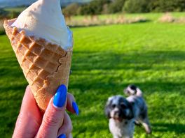 Delicious ice cream from the cow shed