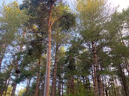 Woodland walks