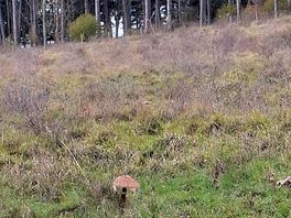 Promenade aux abords du camping