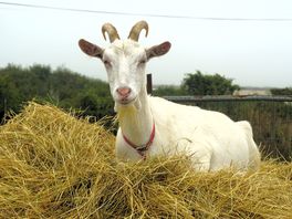 Goat