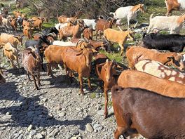 Local goat herder