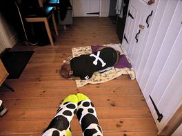 Some socks and a dog in a jumper