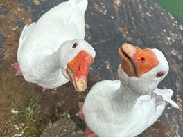 Ducks