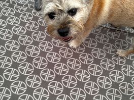 The camp dog x