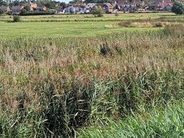 Walking on towpath towards reedham