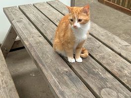 Ginger