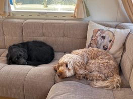 Doggies love staying at donkey creek