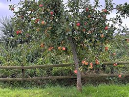 We camped in the fruit orchard lots of fresh apples and pears