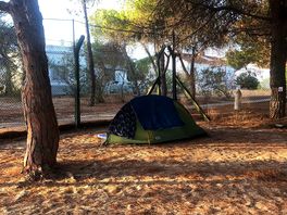 Pitch tent under an umbrella pine