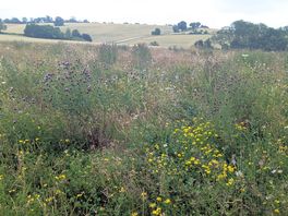 Wild flowers and pretty weeds