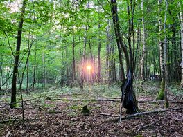 Capturing sunset through the trees