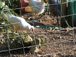 Chickens