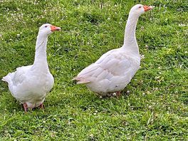 Geese