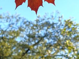 A beautiful maple leaf