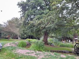 Beautiful trees