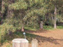 King's forest