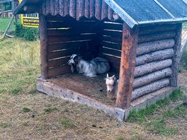 Animals on site