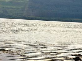 More otters