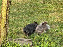 The neighbours have rabbits, chickens & other animals - you cannot access them but you can see them.