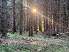 Evening walks