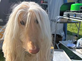 Camp dog