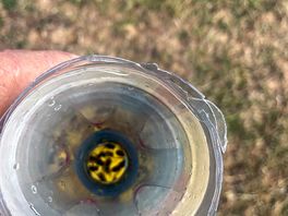 Wasp trap after 10 mins