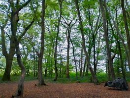 In the woods