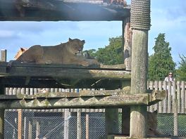Lions lounging