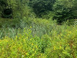 Green and lush