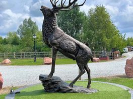 Stag