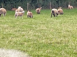 Sharing the field with these male rams.