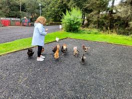 Feeding the hens