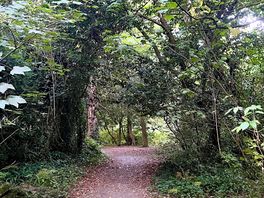 Woodland walk