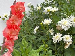 So many wonderful flowers on site