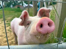 Friendly little pig