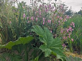 Mother nature's garden 2