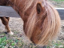 Beautiful pony