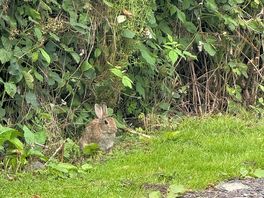 Neighbours