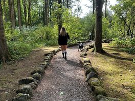 Woodland path