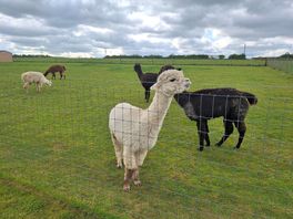 Alpaca