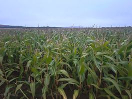 Sweetcorn field