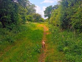 Old railway line, dog walk
