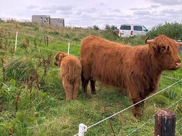 Friendly highland cows