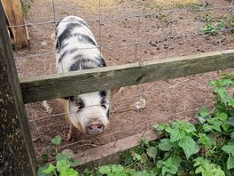 🐷