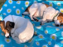 The dogs first van trip was great and they chilled happily not fussed by other dogs or people.!
